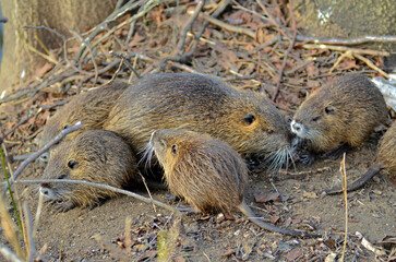 Ragondin; myocastor coypus