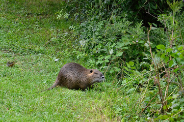Ragondin; myocastor coypus