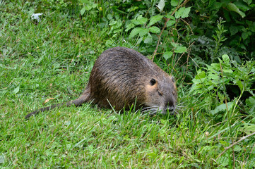 Ragondin; myocastor coypus