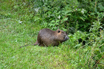 Ragondin; myocastor coypus