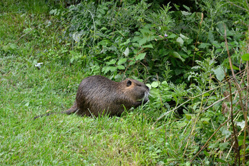Ragondin; myocastor coypus