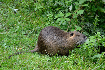 Ragondin; myocastor coypus