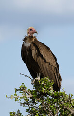 Vautour charognard,.Necrosyrtes monachus, Hooded Vulture