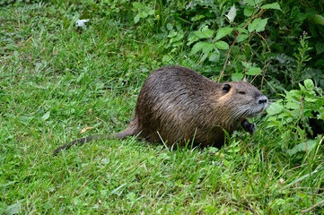 Ragondin; myocastor coypus