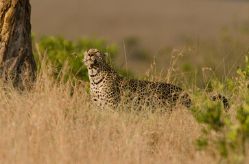 leopard, Panthera pardus, réserve Masai Mara, Kenya