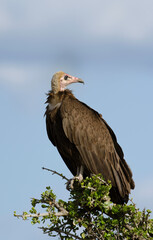Vautour charognard,.Necrosyrtes monachus, Hooded Vulture