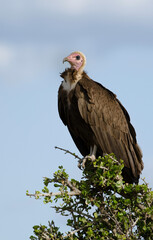 Vautour charognard,.Necrosyrtes monachus, Hooded Vulture