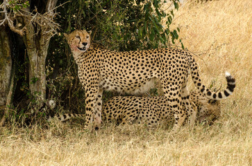 Guépard, Acinonyx jubatus, Réserve de Masai Mara, Kenya