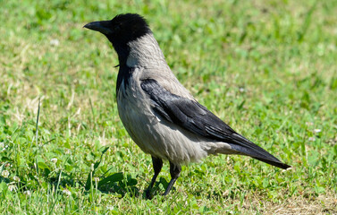 Corneille mantelée,.Corvus cornix, Hooded Crow