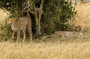 Guépard, Acinonyx jubatus, Réserve de Masai Mara, Kenya