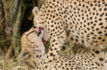 Guépard, Acinonyx jubatus, Réserve de Masai Mara, Kenya