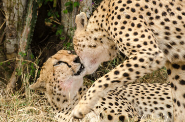Guépard, Acinonyx jubatus, Réserve de Masai Mara, Kenya