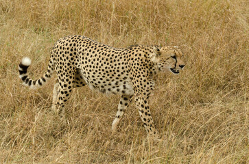Guépard, Acinonyx jubatus, Réserve de Masai Mara, Kenya