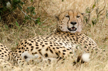 Guépard, Acinonyx jubatus, Réserve de Masai Mara, Kenya