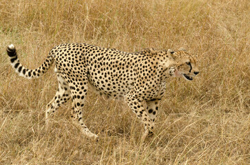 Guépard, Acinonyx jubatus, Réserve de Masai Mara, Kenya