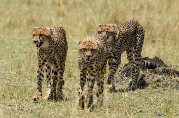 Guépard, Acinonyx jubatus, Réserve de Masai Mara, Kenya