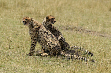 Guépard, Acinonyx jubatus, Réserve de Masai Mara, Kenya