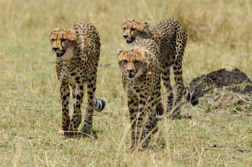 Guépard, Acinonyx jubatus, Réserve de Masai Mara, Kenya