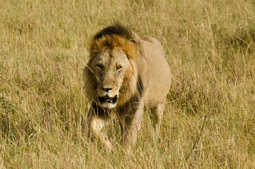 lion, mâle, Panthera leo, Parc national du Serengeti, Tanzanie