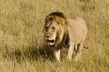 lion, mâle, Panthera leo, Parc national du Serengeti, Tanzanie