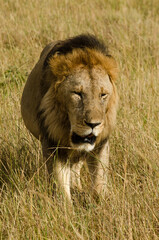 lion, mâle, Panthera leo, Parc national du Serengeti, Tanzanie