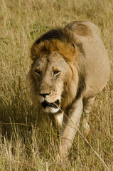 lion, mâle, Panthera leo, Parc national du Serengeti, Tanzanie