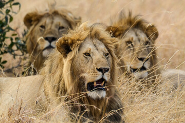 lion, mâle, Panthera leo, Parc national du Serengeti, Tanzanie