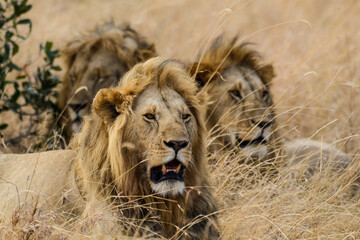 lion, mâle, Panthera leo, Parc national du Serengeti, Tanzanie