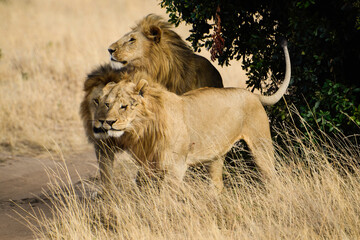 lion, mâle, Panthera leo, Parc national du Serengeti, Tanzanie