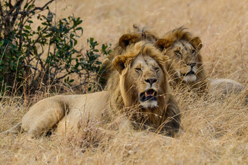 lion, mâle, Panthera leo, Parc national du Serengeti, Tanzanie