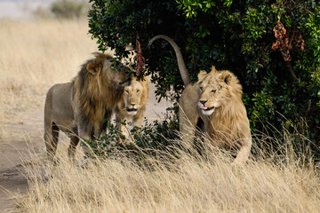 lion, mâle, Panthera leo, Parc national du Serengeti, Tanzanie