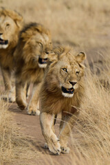 lion, mâle, Panthera leo, Parc national du Serengeti, Tanzanie