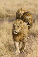 lion, mâle, Panthera leo, Parc national du Serengeti, Tanzanie