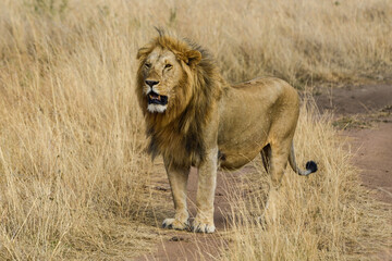 lion, mâle, Panthera leo, Parc national du Serengeti, Tanzanie