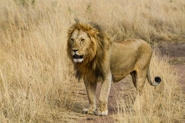 lion, mâle, Panthera leo, Parc national du Serengeti, Tanzanie