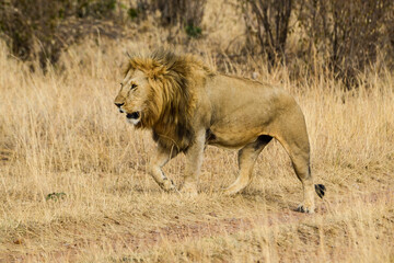 lion, mâle, Panthera leo, Parc national du Serengeti, Tanzanie