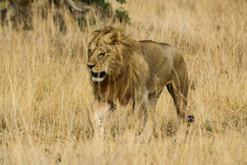 lion, mâle, Panthera leo, Parc national du Serengeti, Tanzanie