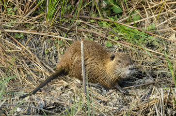 Ragondin; myocastor coypus