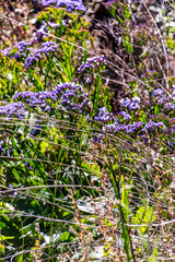 Limonium perezii pertenece a la familia de Plumbaginaceae.