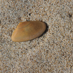 shell on a sandy beach