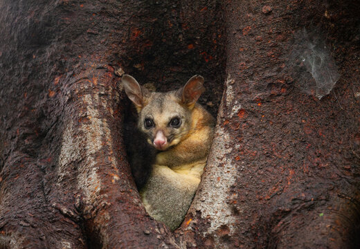 Ein Kusus  - Trichosurus - Beuteltier schaut verschlafen aus seiner Baumh&ouml;hle im Botanischen Garten von Sydney, Australien.