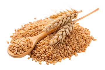 organic peeled spelt grains and ear of wheat isolated on white background PNG. GENERATIVE AI