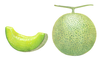  メロンのイラスト- 1　