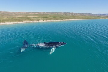 Naklejka premium Humpback whale gracefully swimming in clear blue waters near coastal landscape at midday