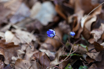 Liverleaf hepatica nobilis in dry grass of springtime forest