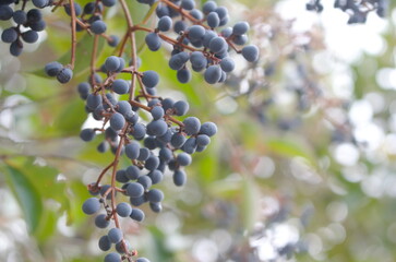 小さな木の実５