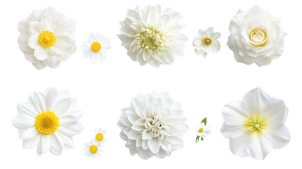 Fototapeta premium White flowers png set with yellow centers, daisy and dahlia blooms, isolated floral clipart for design and wedding