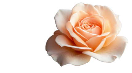 Peach rose blooming on transparent background