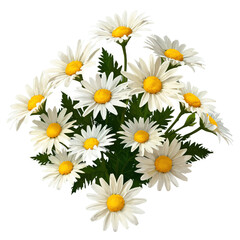 Obraz premium Blooming white and yellow daisies create cheerful floral display