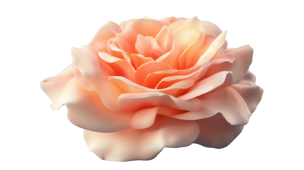 Blooming peach rose isolated on transparent background